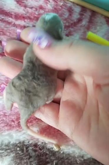 с мыкан: Друзья !!! у нас родились новые детки. крысы кудряши ушки Дамбо. так — 5