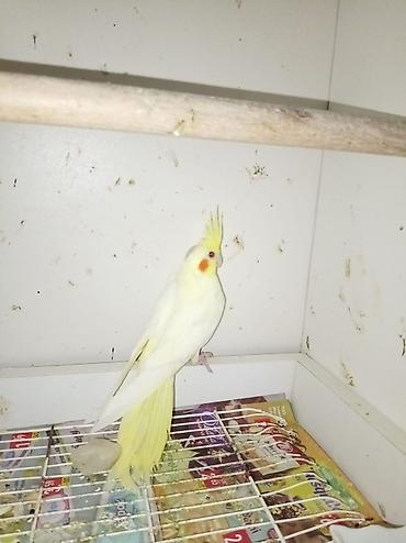 korella qus: Nymph (cockatiel) – sarı/albino rəng çaları - Gözəl sarı çalarlı ağ — 2