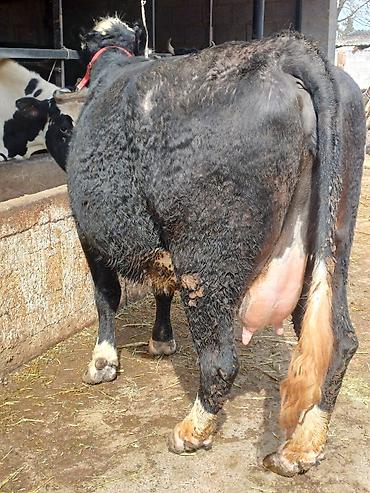 Коровы, быки: Продаю | Корова (самка) | Для молока | Привязанные — 4