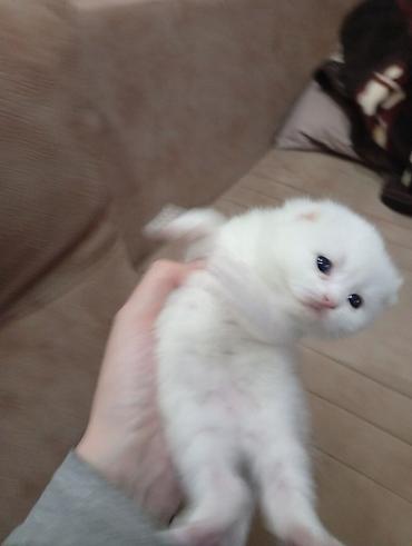 Pişiklər: Şotland, Erkək, Dişi, Yaxşı əllərə — 12