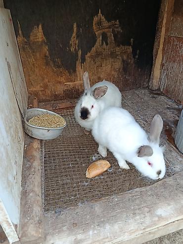 Dovşanlar: Salam.kaliforniya anqorka dovsanlari satilir.qiymet dovwana gore — 1