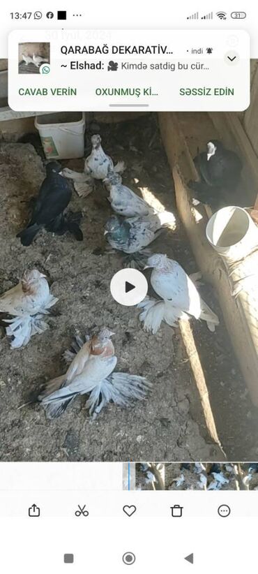 simmental danalarin satisi: Satılır topa biri 20manat isdiyen Yasin vatsap var hamısı yeke