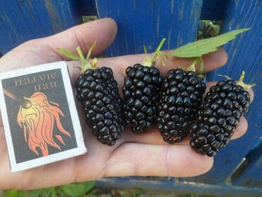 купить семена кукурузы бишкеке: Кара бүлдүркөн Дүңүнөн, Өзү алып кетүү, Акысыз жеткирүү