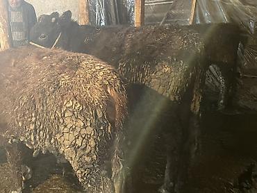 Коровы, быки: Продаю | Бык (самец) — 19