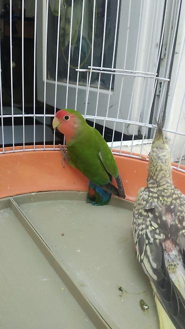 korella tutuquşu: Dişidi Watsapla elaqe Sevimli qəfəs quşları – Agapornis (lovebird) və — 1