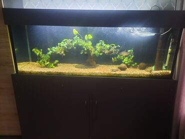 Аквариумы: Продаю запущенный аквариум на 400 л с тумбой в комплекте,из — 1