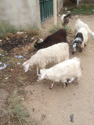 keci pendiri qiyməti: 7 ədədi 
Çəpiş 6 Erkeyi bir dişi
Üstü üstə 125
Razılaşmaq olar — 1