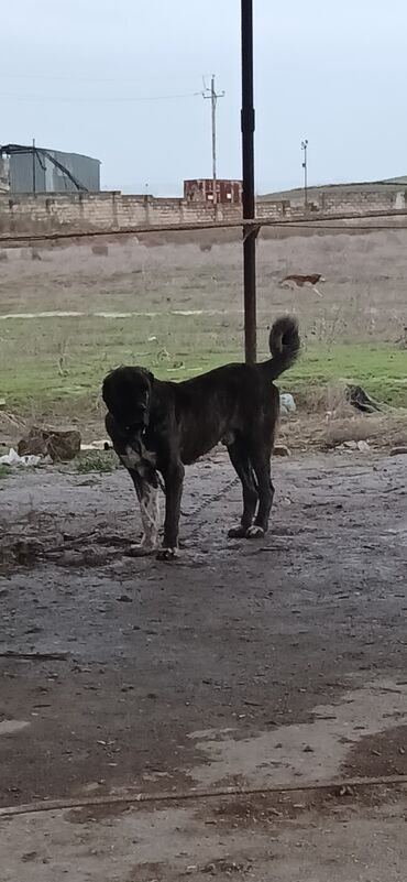 İtlər: Qurdbasar, 3 il, Erkek, Peyvəndli, Ödənişli çatdırılma — 10