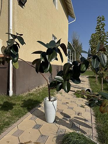 лампа для книги: Комнатные и садовые растения в горшках.
Продаются вместе с горшками — 1