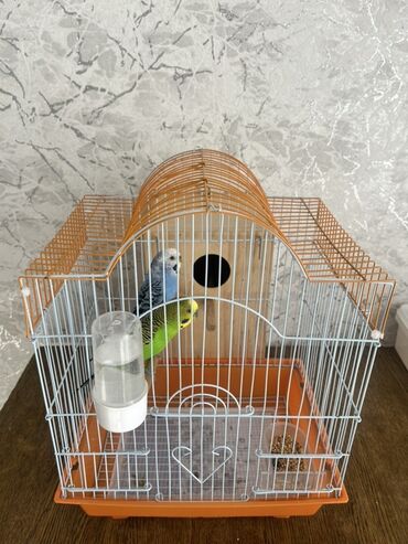 Qəfəslər: Dalğalı iki cüt tutuquşular tam dəst qəfəs və yuvalıq ile bir yerde — 11