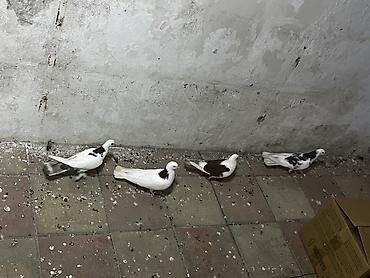 sumqayıt göyərçin: Təmiz peçat boynu güllülərdi cütdülər təmiz qan qırmızı bakı quşlarıdı — 3