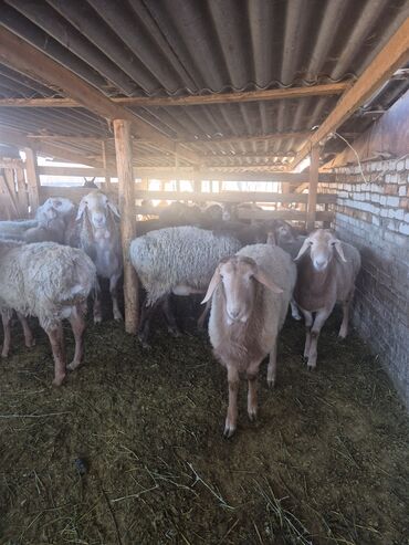 Бараны, овцы: Продаю | Баран (самец) | Арашан | Для разведения | Осеменитель — 6