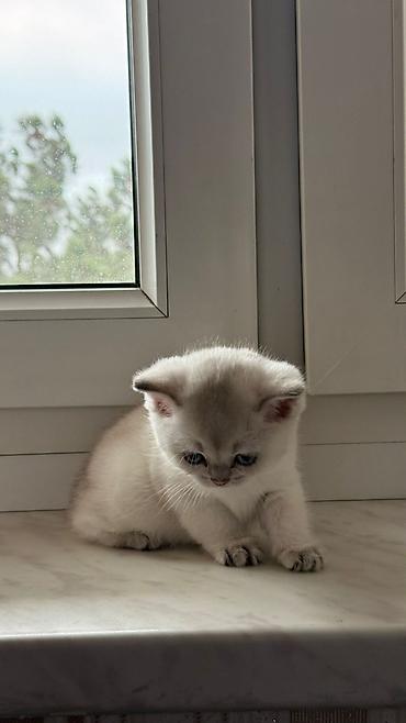 Pişiklər: Şotland — 5