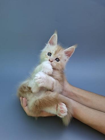 продаю чихуахуа: 🐾 ЭКСКЛЮЗИВНЫЙ КОТЁНОК МЕЙН-КУН ПОЛИДАКТ 🐾 Предлагается к продаже — 2