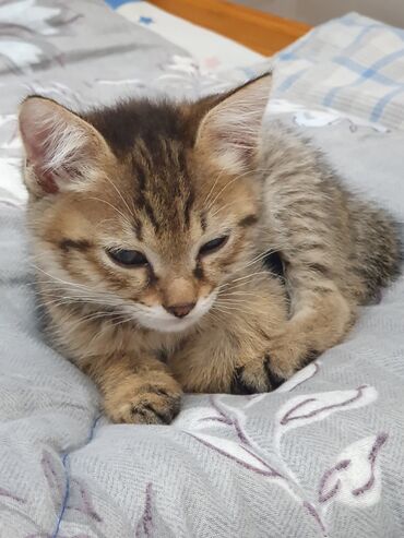 британская кошка: 2 месяца, Мальчик, Приучена к лотку