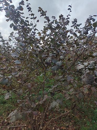 bag evi kirayə gunluk: 15 sot, Tikinti — 7