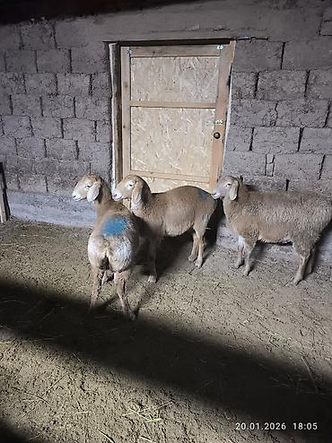 Баран, овца: Продаю | Овца (самка), Ягненок | Арашан | Для разведения | Ярка — 8