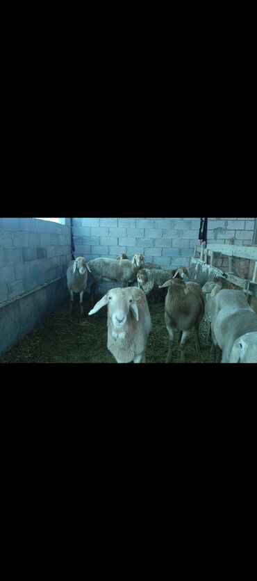 Бараны, овцы: Продаю | Овца (самка) | Арашан | Для разведения | Ярка — 4