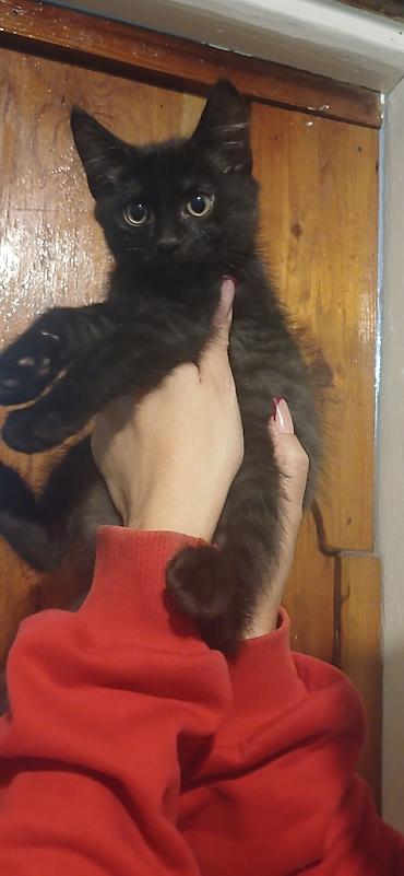 Кошка даром: Беспородная, 2 месяца, Мальчик, Приучена к лотку