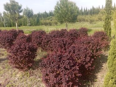 Ağaclar: Her növ ağaclar ve dekarativ ağaclar çox ucuz ve qarantili gubresiz — 27