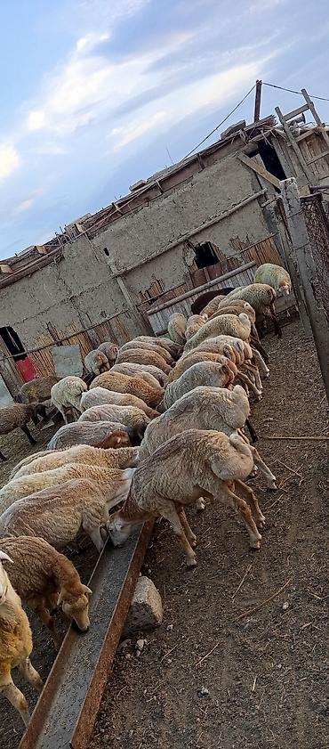 Mal-qara: Qoyun sürüsü – ətlik/südlük damazlıq potensialı ilə - Növ: yerli — 1