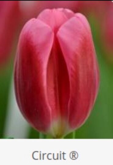 Toxumlar: Hollandiyadan yeni gelib. Tam keyfiyyetli mehsul. Qiymet 1 manat — 9