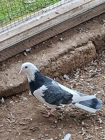 Göyərçinlər: Qiymət hamısına aitdir qiymətdə razılaşmaq olar — 5