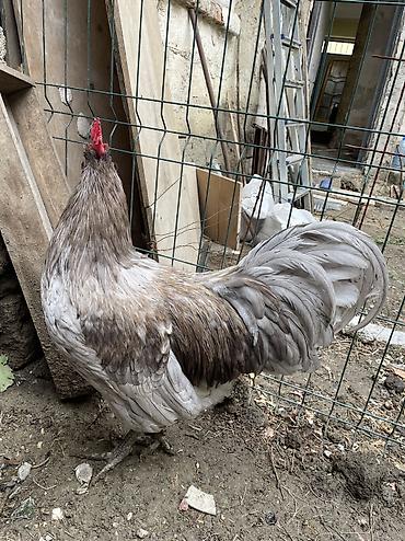 qara australorp: Avstrolop xoruzu satilir 9 ayliq — 4