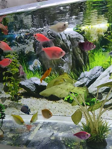nemo baliq: Glofish, Sülhsevər — 6