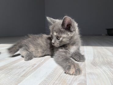 балыкчы мышык: Срочно продаем котят с связи с переездом Мальчик и девочка 2 месяца К