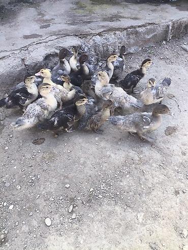bildirçin əti satışı: Lal ördək balaları satılır qiymət 8 manatdan başlayır ünvan — 8