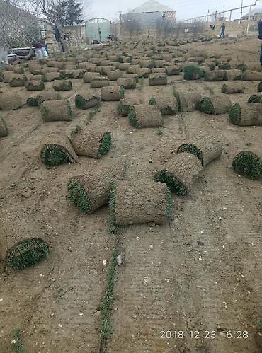 Toxumlar: Super qazon enli yarpaq sıx və alaqsız hörmetli ve deyerli — 5