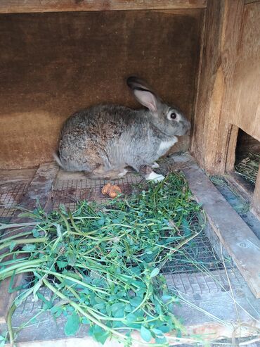Dovşanlar: Tam saglam dovwanlardir.her qiymete dovwan olur.balalar 5 manatdan — 6