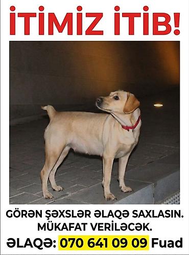 dişi labrador: Labrador-retriver, 6 il, Dişi — 1
