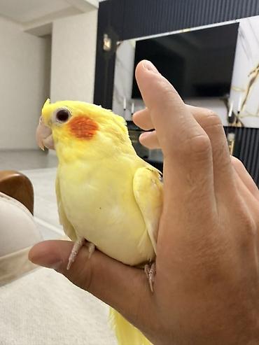 quşlar: Növbət: Sarı rəngli nimfa papuqayı (cockatiel) Xüsusiyyətlər: - Rəng — 2