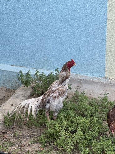 Коровы, быки: Петух, Heyrati, лет: 2, Платная доставка, Доставка в районы