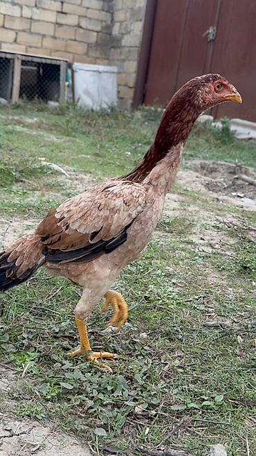 ov quşları: Toyuq, Damazlıq, Ödənişli çatdırılma, Rayonlara çatdırılma — 1