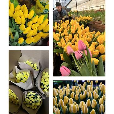 Букеты из живых цветов: Дорогие друзья! В продаже голландские тюльпаны выращенные в наших — 8