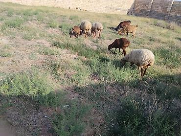 sud veren inek satilir: Salam qoynara anblad balsn bir Erkey bir disdi cepsderde saatlr — 2