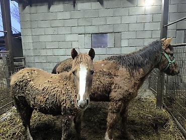 Лошади, кони: Продаю | Кобыла (самка) | Для разведения — 7