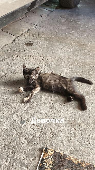 крысолов: Отдаю в добрые руки котят потомственных охотников-крысоловов один — 5