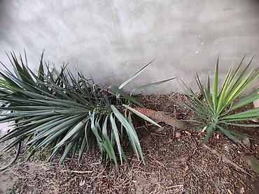 toptan gul satisi bakida: Yucca (Yukka) dekorativ kollar – bağ və həyət üçün - Növ: Yucca — 1