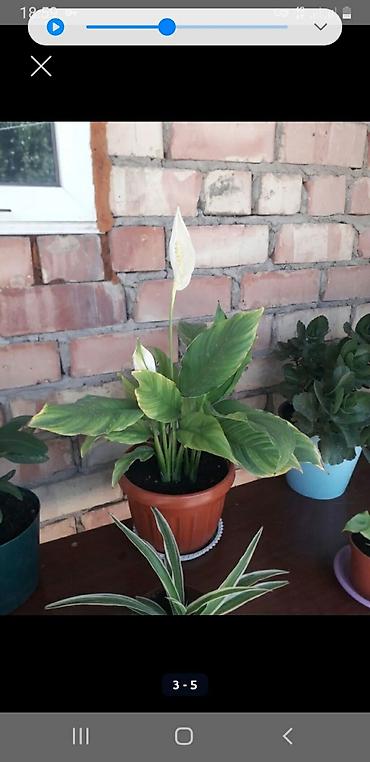 Молочаи: Комнатные растения в горшках: 1) Молочай Милла (Euphorbia milii — 4