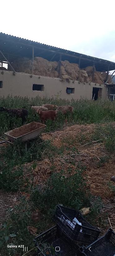 Продажа домов: Дом, 300 м², 5 комнат, Собственник, Косметический ремонт at lalafo.kg — 9 Продажа домов: Дом, 300 м², 5 комнат, Собственник, Косметический ремонт — 9