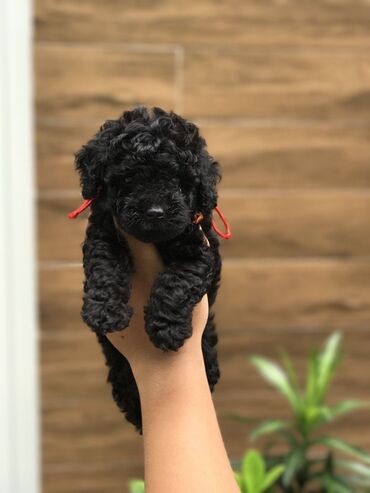 İtlər: Şpitz — 5