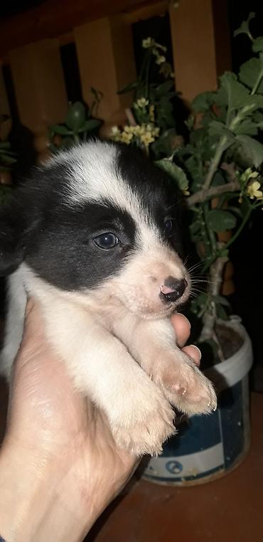 İtlər: Zvonok, 2 ay, Erkek, Peyvəndli — 7