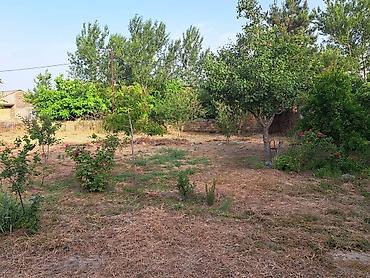 Torpaq: 3 sot, Mülkiyyətçi, Kupça (Çıxarış) — 5