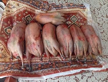 Other bird meat: Qaşqaldağ Bilənlər bilir necə dadlı olur Cəkisi gəlir 500 qram 600 -da lalafo.az — 6 Other bird meat: Qaşqaldağ Bilənlər bilir necə dadlı olur Cəkisi gəlir 500 qram 600 — 6