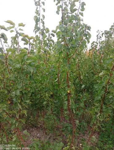 Şitillər: Meyvə tingləri satışdadır və sağlam zəmanətli sifariş verə bilərsiz -da lalafo.az — 16 Şitillər: Meyvə tingləri satışdadır və sağlam zəmanətli sifariş verə bilərsiz — 16