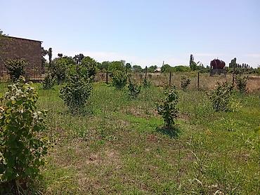 bine torpaq satilir: 8 sot, Kənd təsərrüfatı, Mülkiyyətçi, Kupça (Çıxarış) — 3